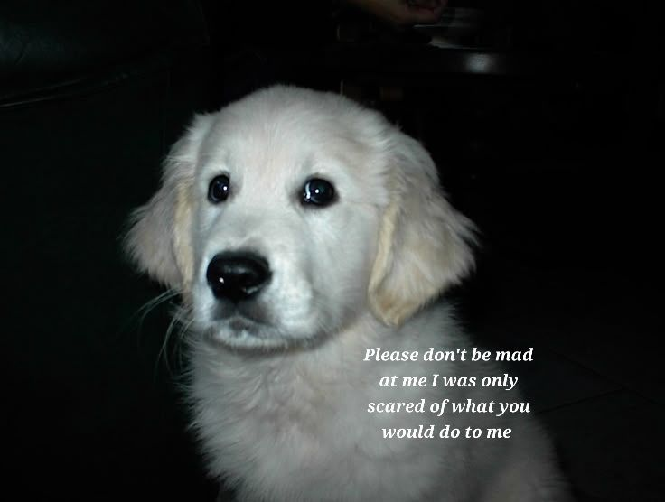 DoggyPosting's tweet photo. https://t.co/ASmEwSXOUm