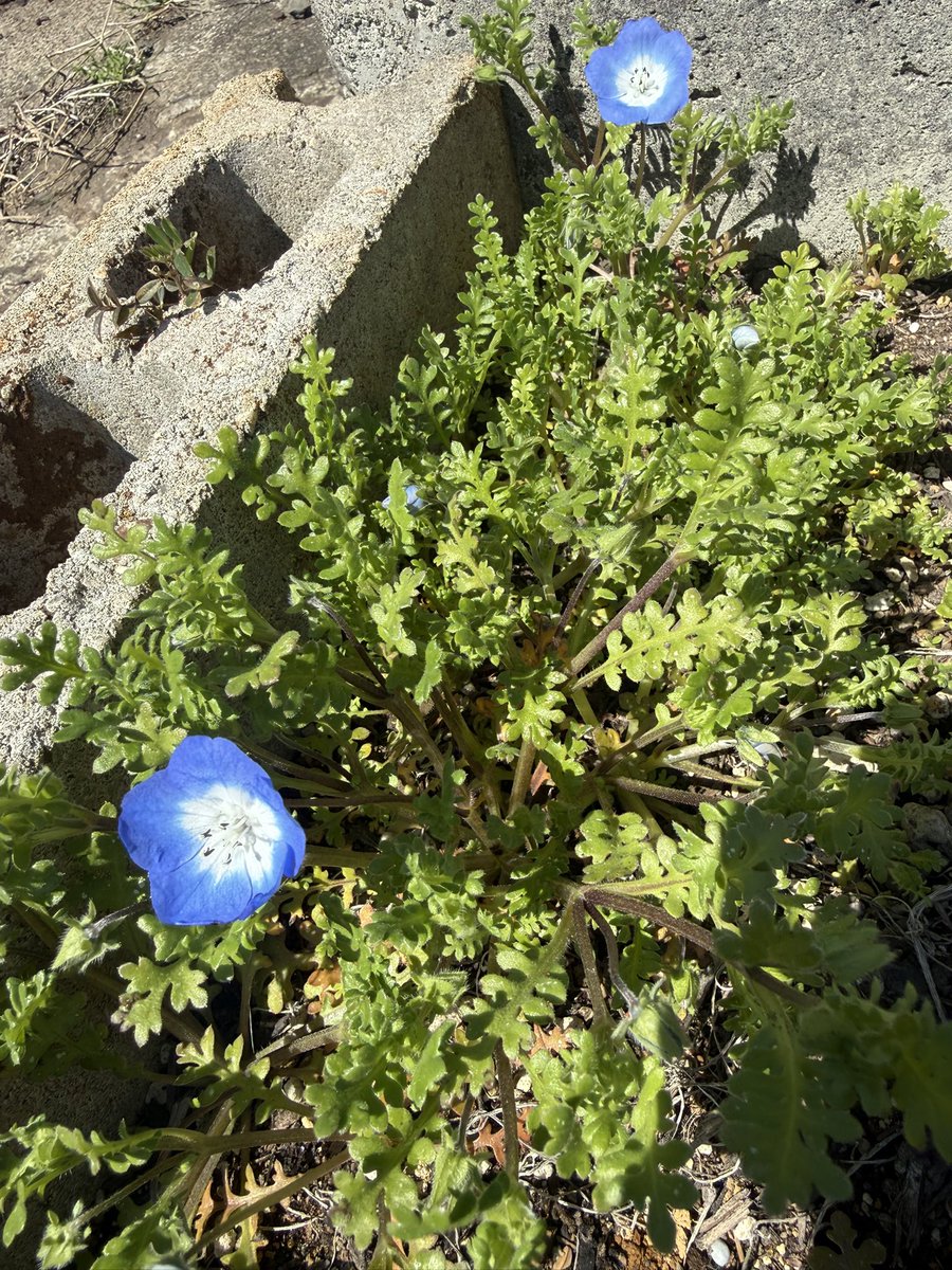 ノムーの霜精 tweet media