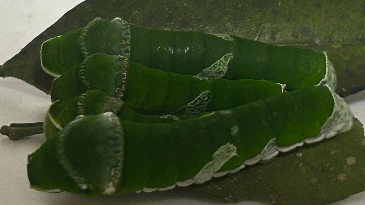 おもちむし tweet media