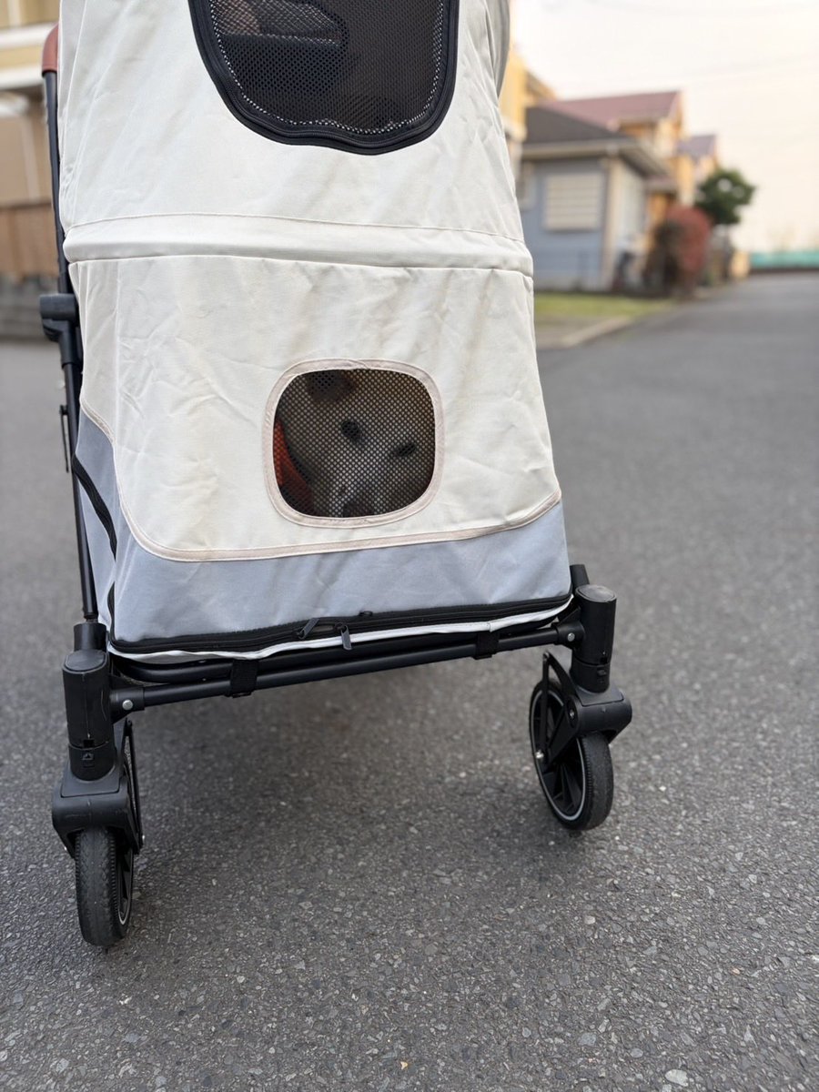 しゅんか tweet media