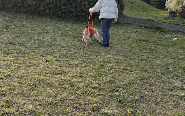 しゅんか tweet media