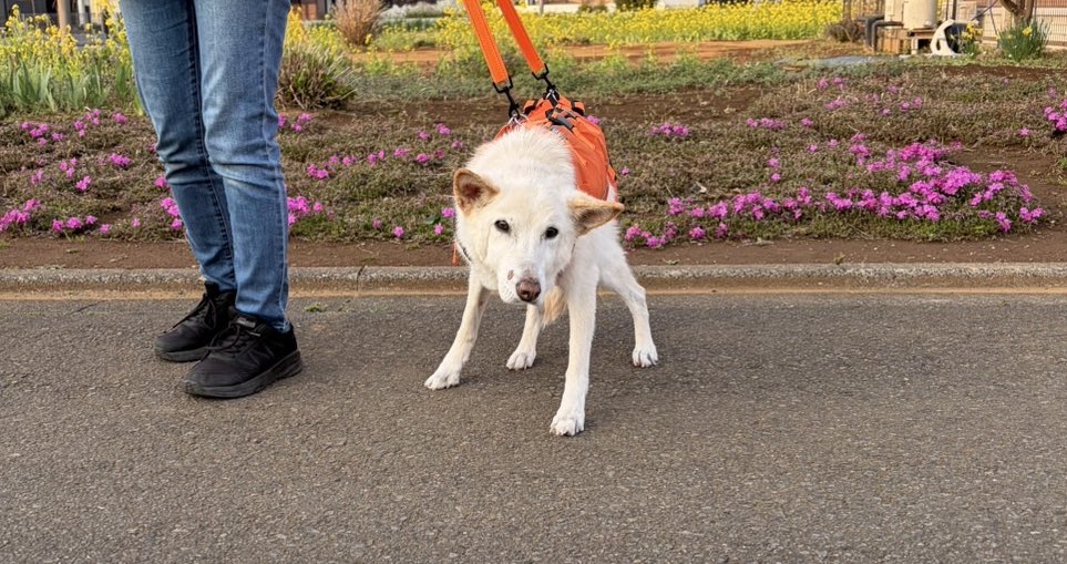 しゅんか tweet media