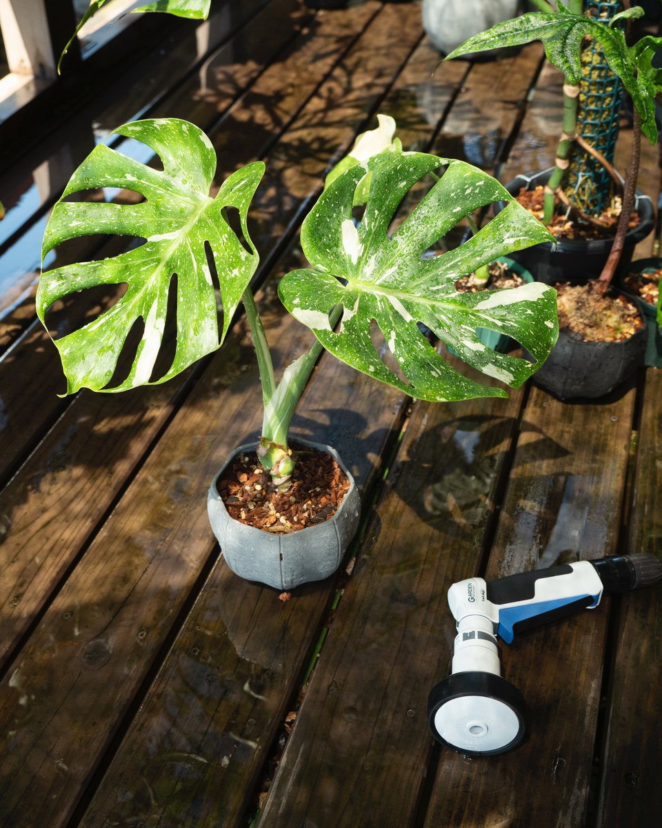 ボタジマ tweet media