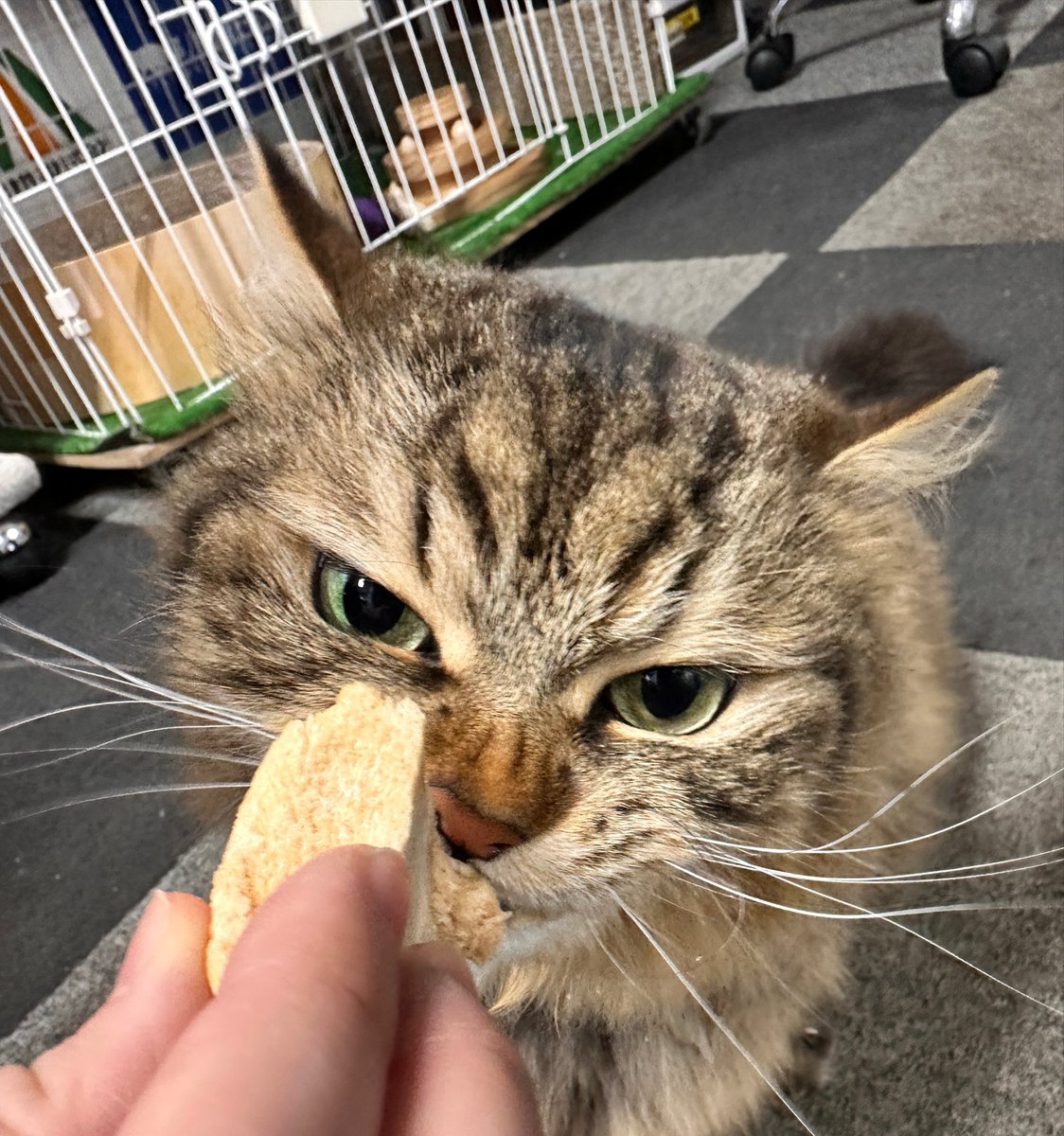 芦ノ牧温泉駅を守る会【公式】 tweet media