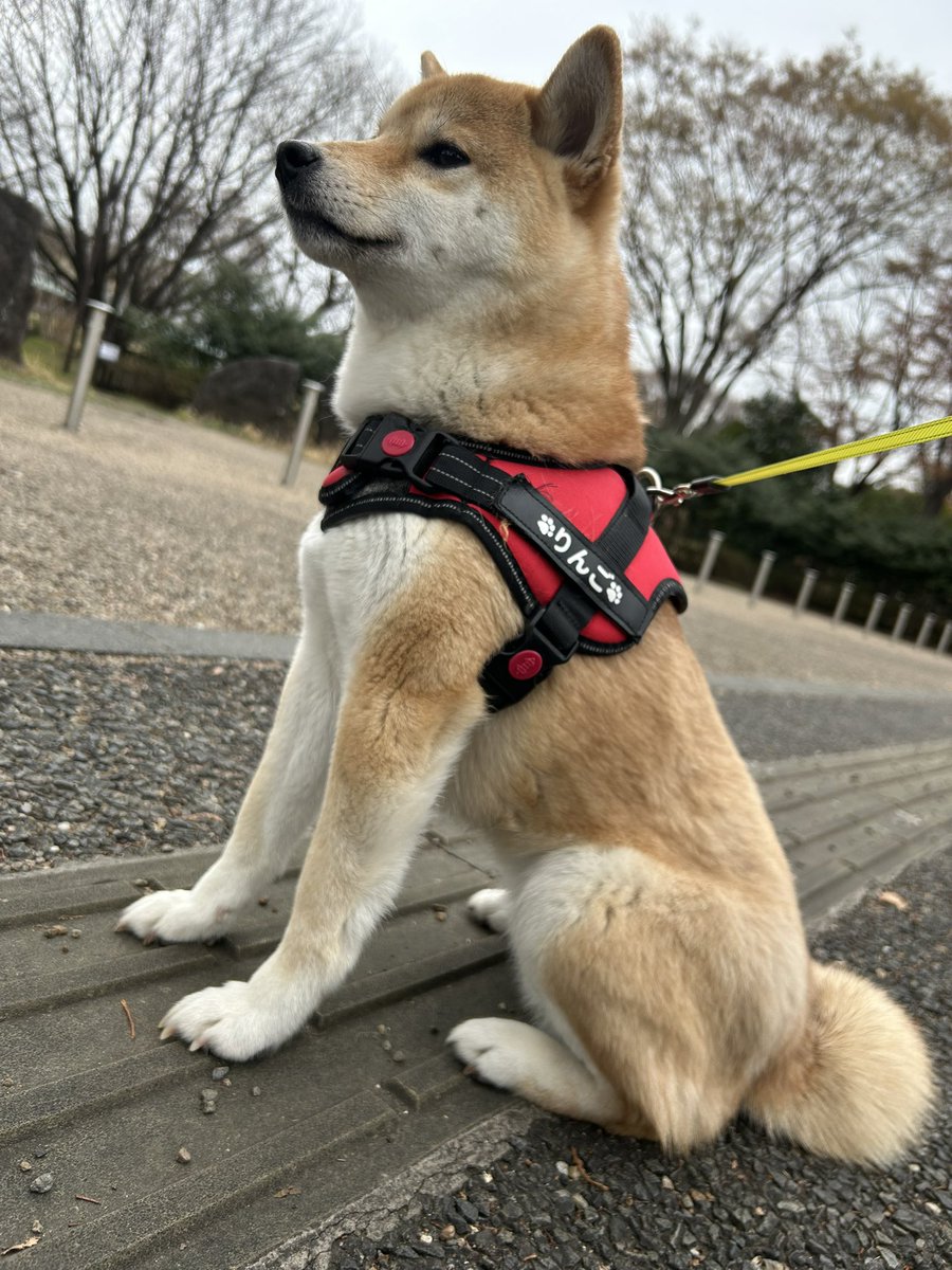 とのむら tweet media