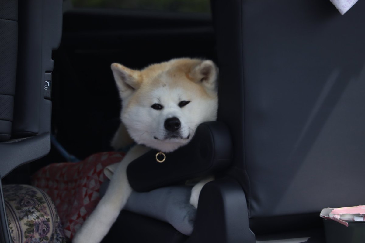 超群馬イッヌ! tweet media