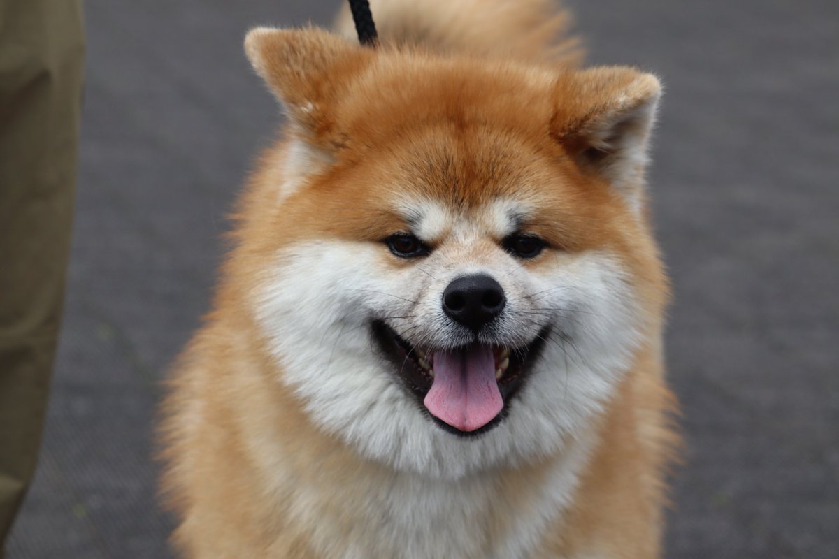 超群馬イッヌ! tweet media