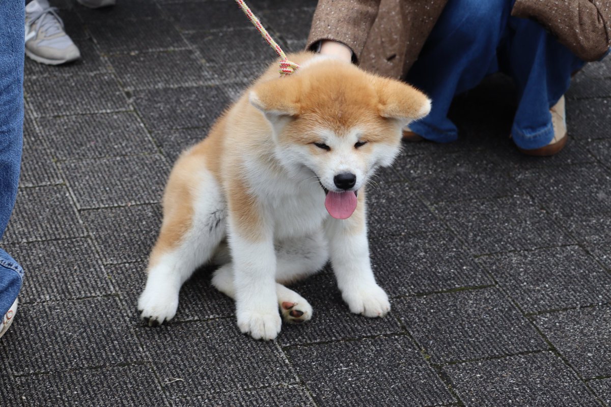 超群馬イッヌ! tweet media