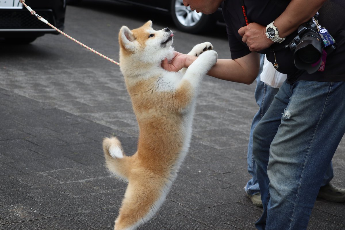 超群馬イッヌ! tweet media