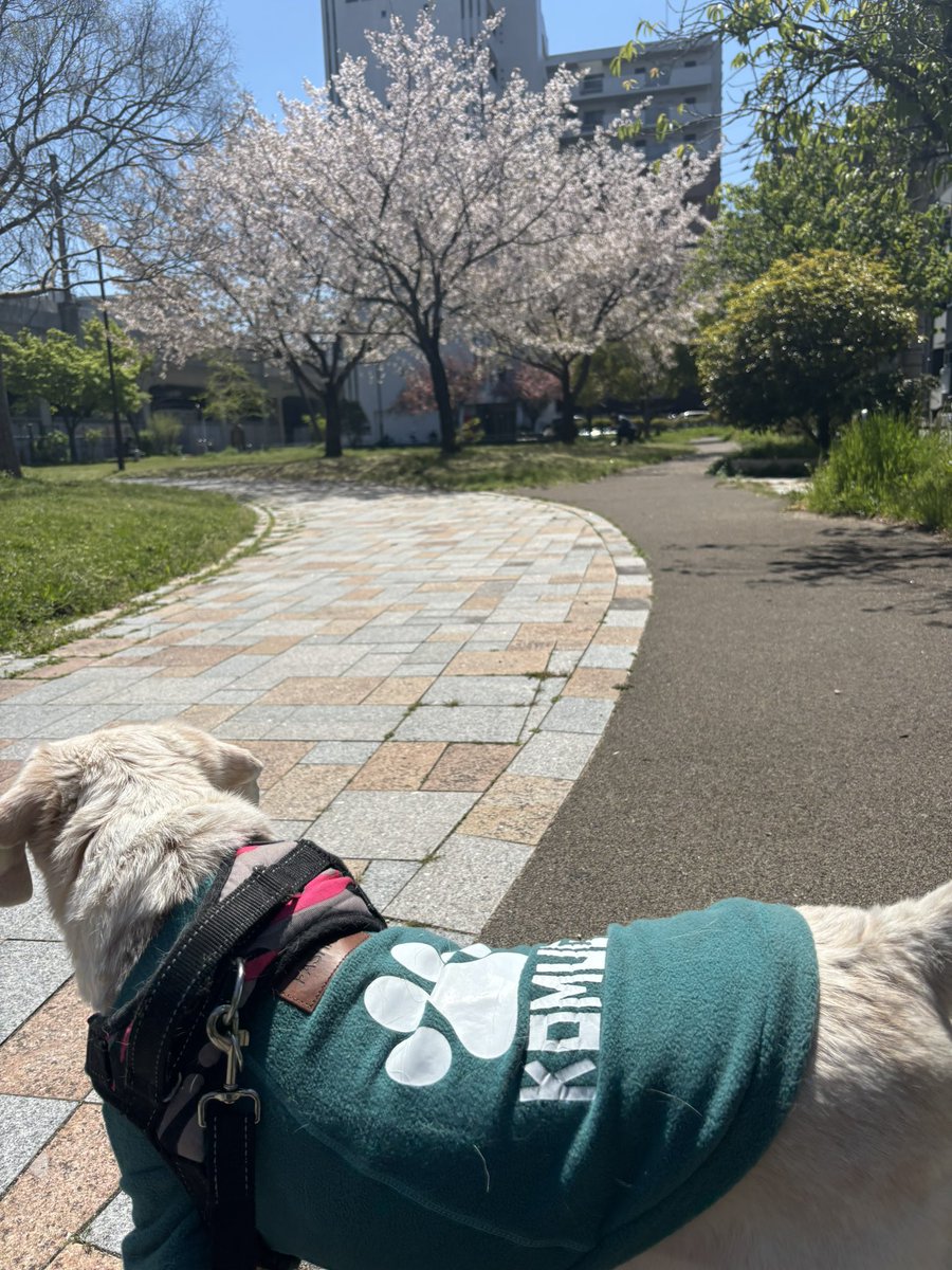 Black坂48（黒坂さん） tweet media