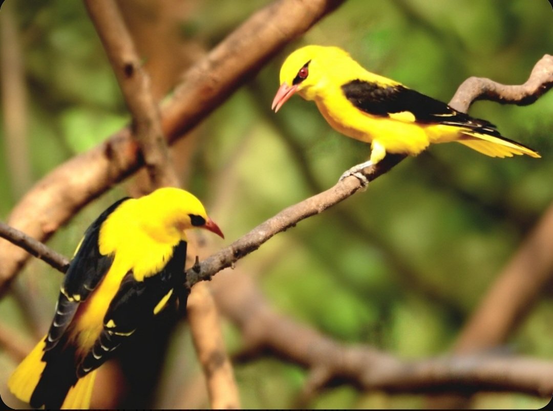 anuradhamathur's tweet image. Cant get over these golden oriole couple ! #birds #birding #birdphotography #birdsseenin2026 #naturephotography #indiAves