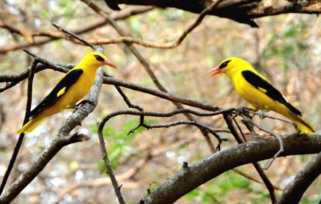 anuradhamathur's tweet image. Cant get over these golden oriole couple ! #birds #birding #birdphotography #birdsseenin2026 #naturephotography #indiAves