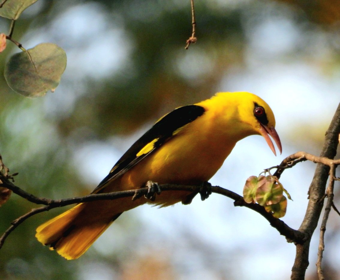 anuradhamathur's tweet image. Cant get over these golden oriole couple ! #birds #birding #birdphotography #birdsseenin2026 #naturephotography #indiAves