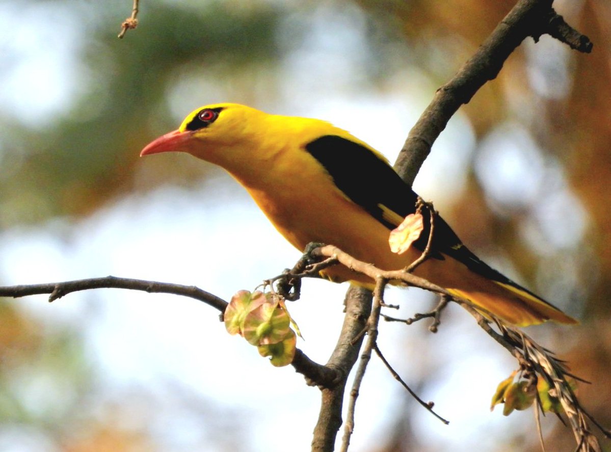 anuradhamathur's tweet image. Cant get over these golden oriole couple ! #birds #birding #birdphotography #birdsseenin2026 #naturephotography #indiAves