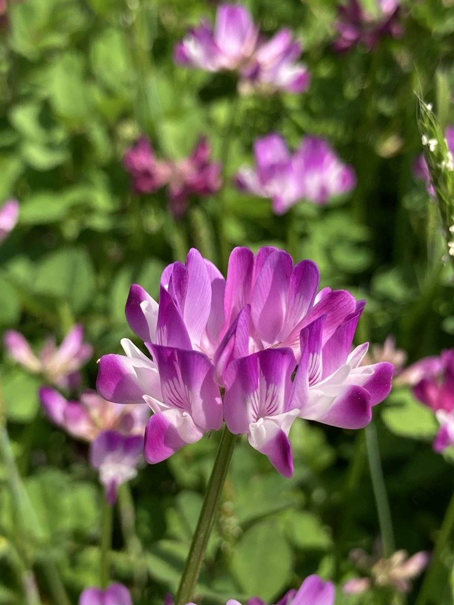 すっちー tweet media