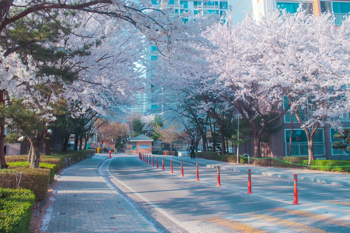 일러스트레이터 비야🐋 tweet media