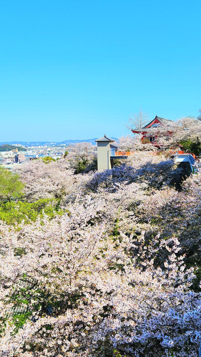 StudioNavi's tweet photo. 紀三井寺の桜🌸
散りはじめです。

#紀三井寺 #桜 #さくら https://t.co/hsl57DuQWV