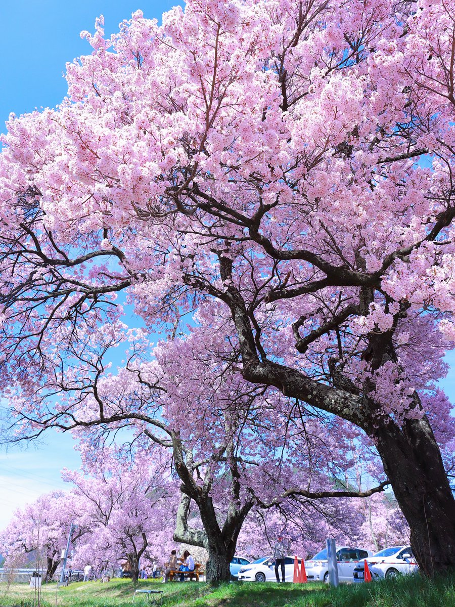 LibraGreen12's tweet photo. 美和ダム
Date : 2026. 4. 6
Gear : Canon EOS 5D Mark Ⅳ
Lens : EF 24-70mm F4L IS USMi
White Balance 4400k
Picture Style EMERALD
#サクラ
#桜
#伊那市
#長野県
#写真 https://t.co/sdBatpbdn2