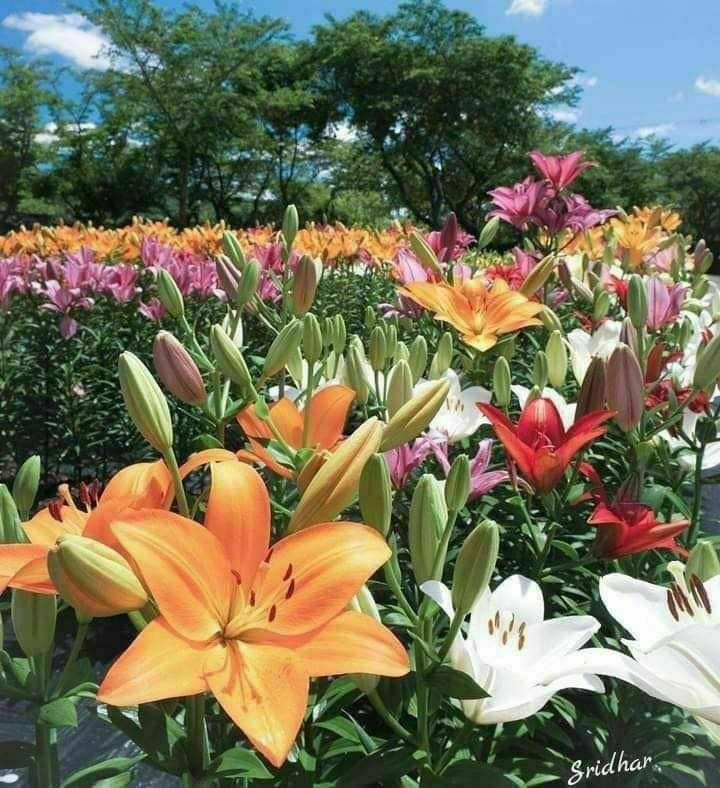 أ / أميـــرة الـــورد 🌸 tweet media