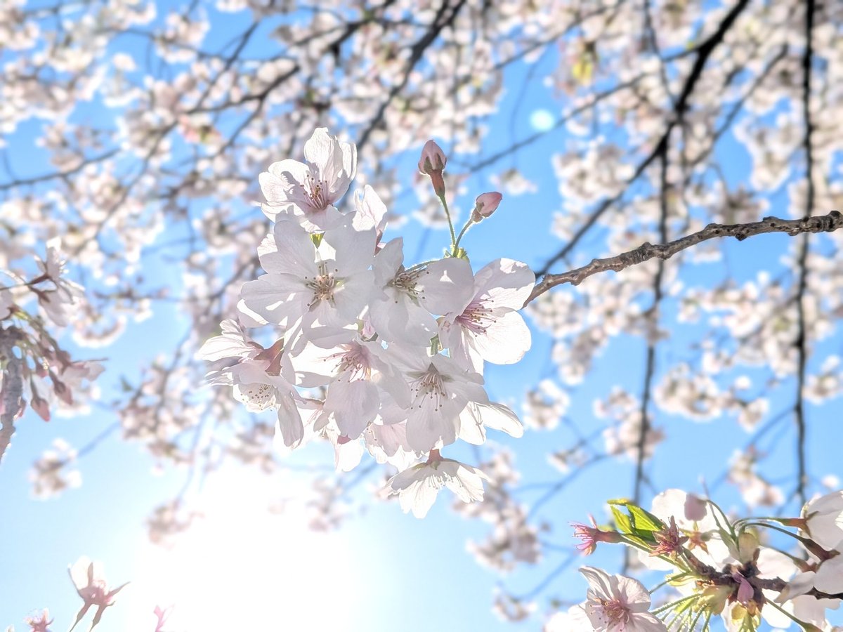 闇夜にハシビロコウ tweet media