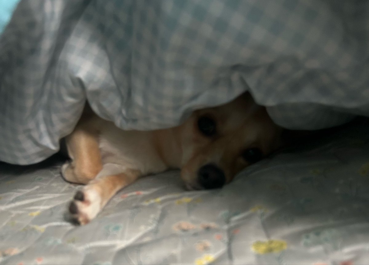 밥푸리 tweet media