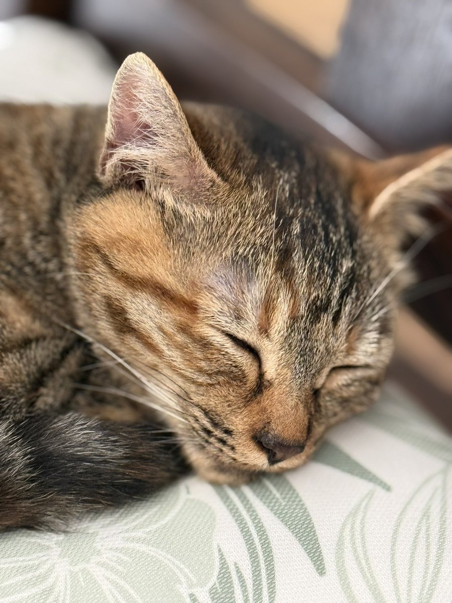 💎ぽぺち🍄🐖サンドームの亡霊 tweet media