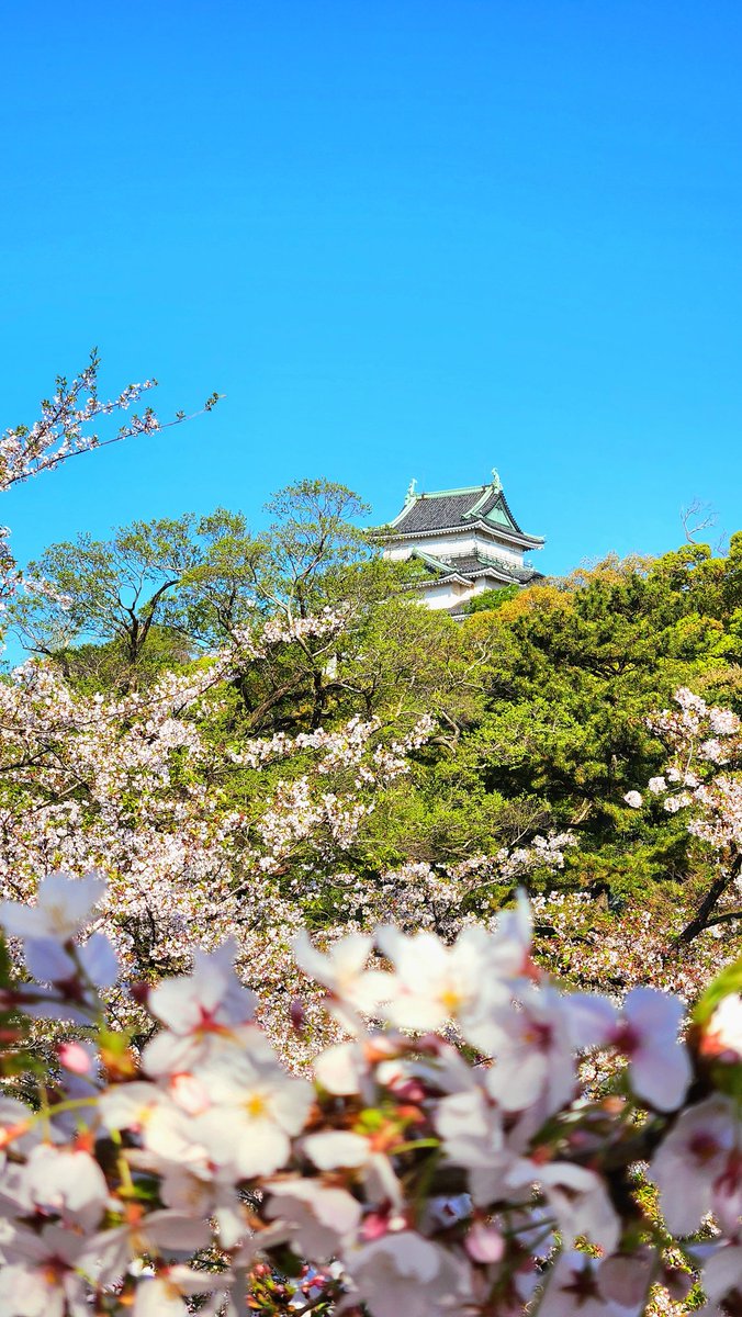 StudioNavi's tweet photo. 和歌山城の桜です🌸
散りはじめです。

#和歌山城 #桜 #さくら https://t.co/mXqYK2V0M2