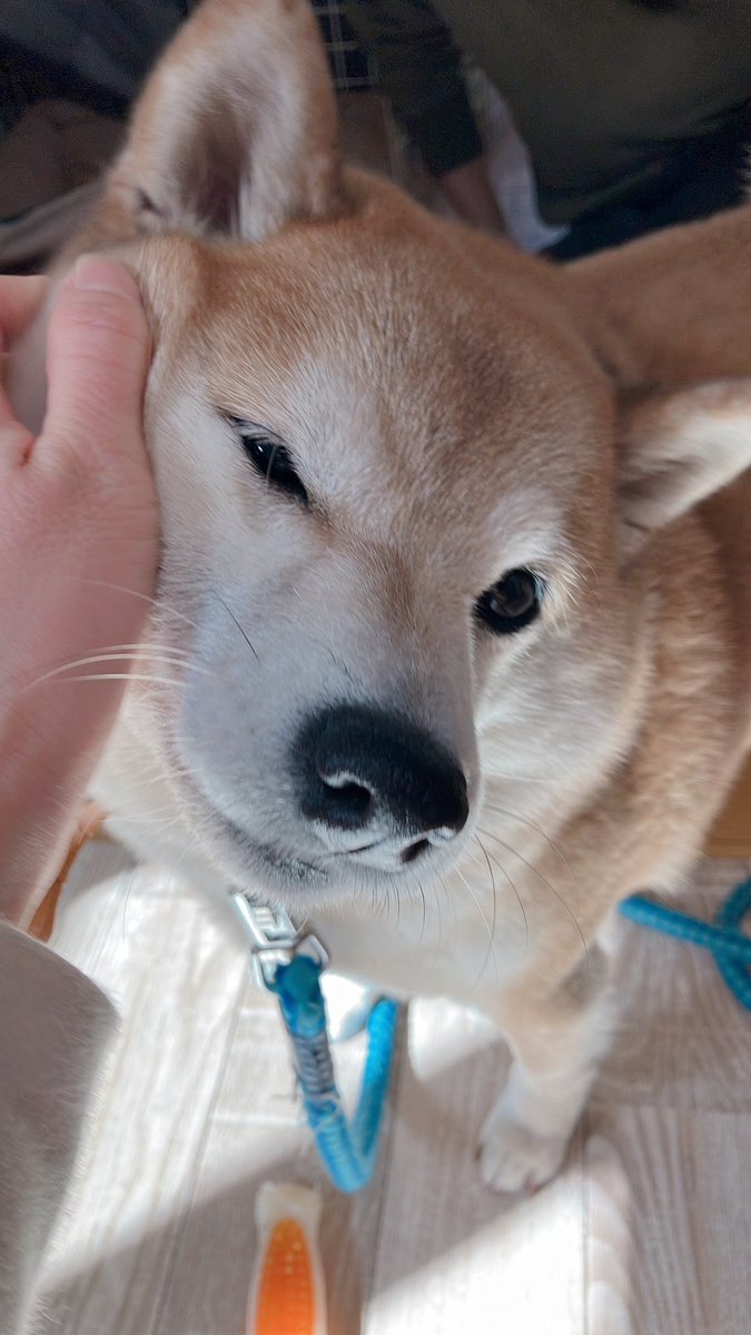 inutsukq's tweet photo. 柴の日ですね🌸
健やかに長く生きてくれ…🐕 ͗ ͗ 

#柴の日 https://t.co/ROMCGnMZLZ