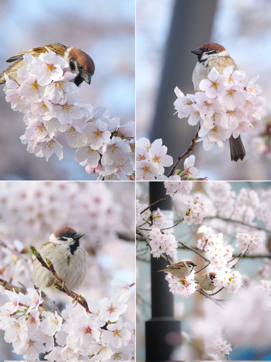 たーこいず☘️(•'ө'•)໒꒱ tweet media