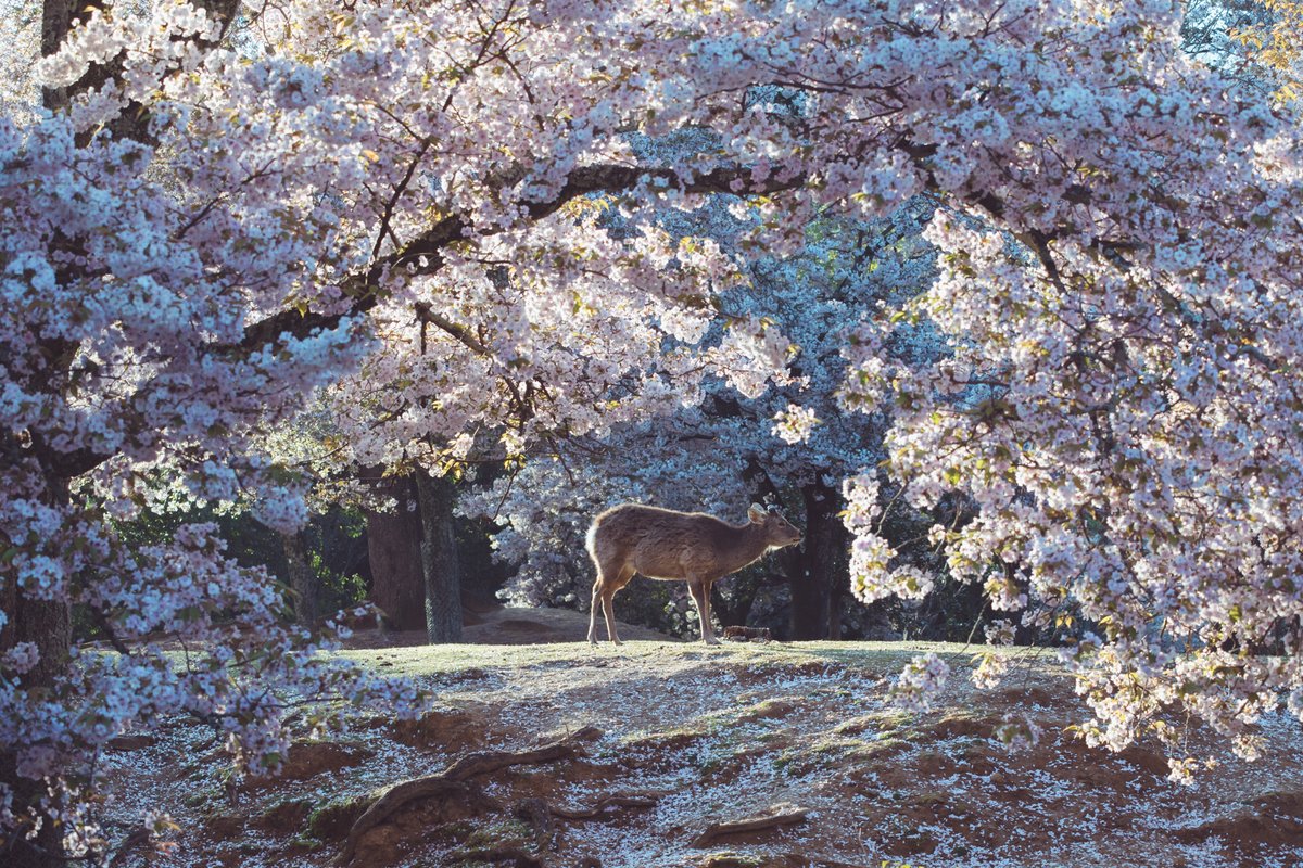 igufoto's tweet photo. 上も下も横も桜 https://t.co/zx0xM68FLJ