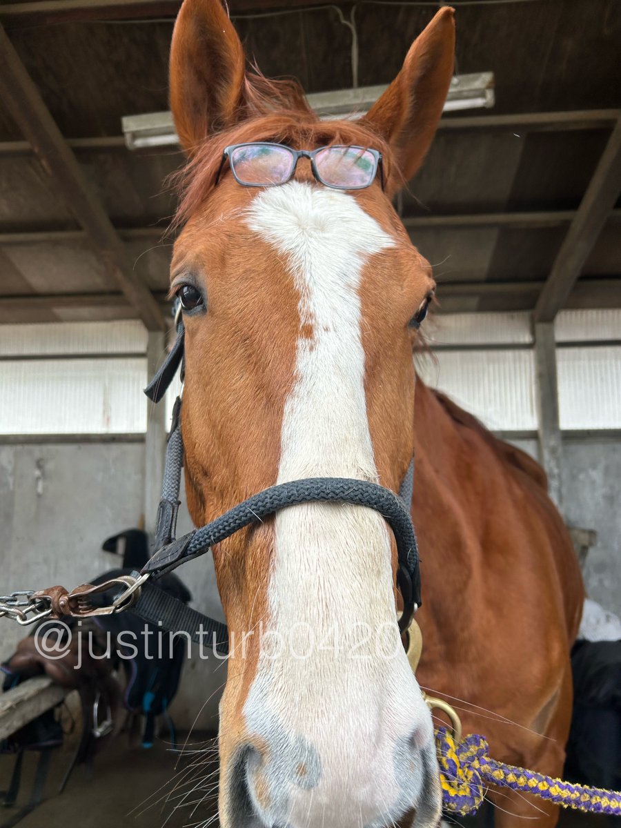 GOGOターボさん（ジャスティンターボ） tweet media