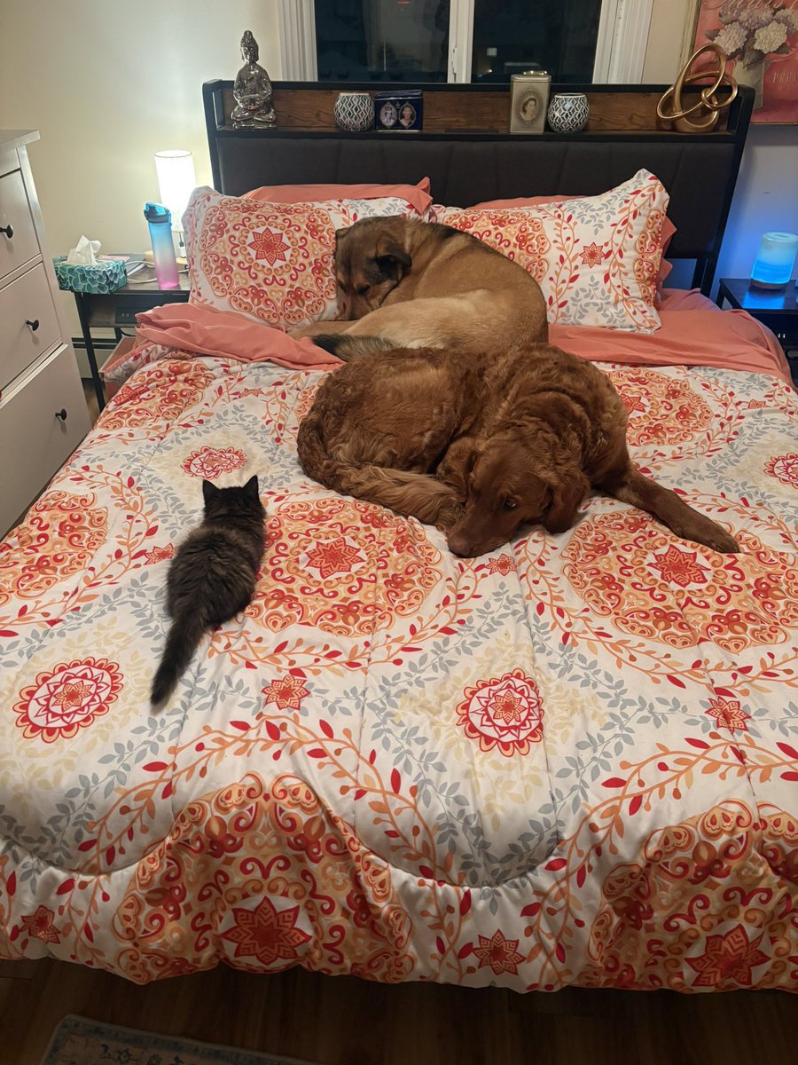 Kristin Raworth 🇨🇦 tweet media