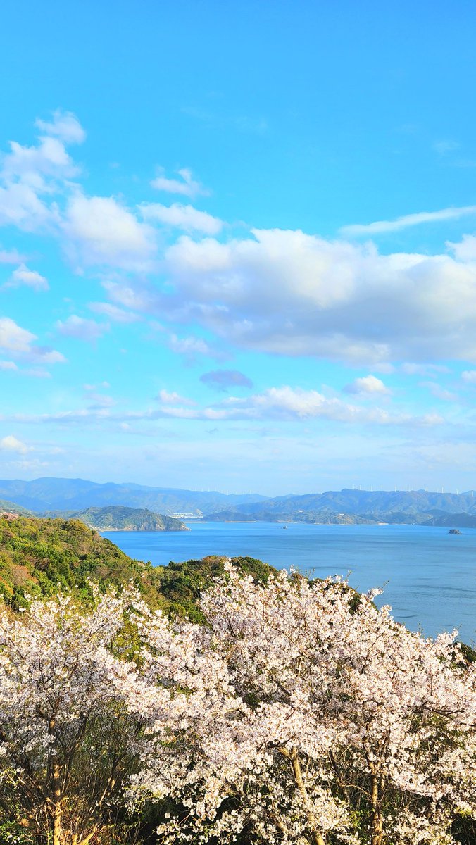 StudioNavi's tweet photo. 海が見える桜スポット🌸
有田みかん海道
散りはじめです。

#有田みか��海道 #桜 #さくら https://t.co/iJQI56zl1e