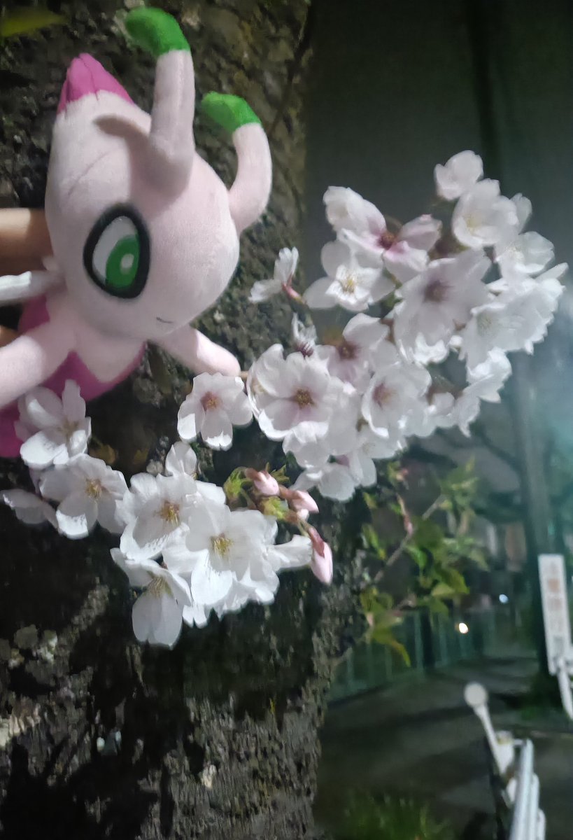 karakarato88's tweet image. 夜桜さんぽ🌸
#ポケぬい　#セレビィ　#桜