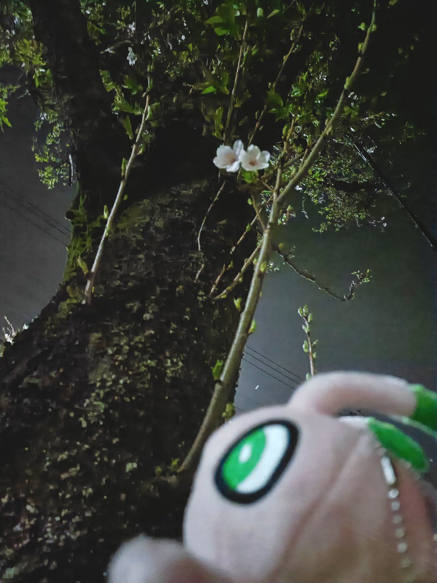 karakarato88's tweet image. 夜桜さんぽ🌸
#ポケぬい　#セレビィ　#桜