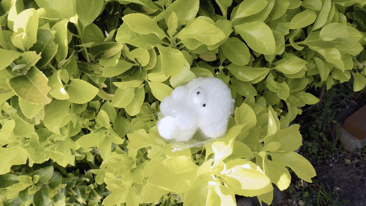 じょせまる tweet media