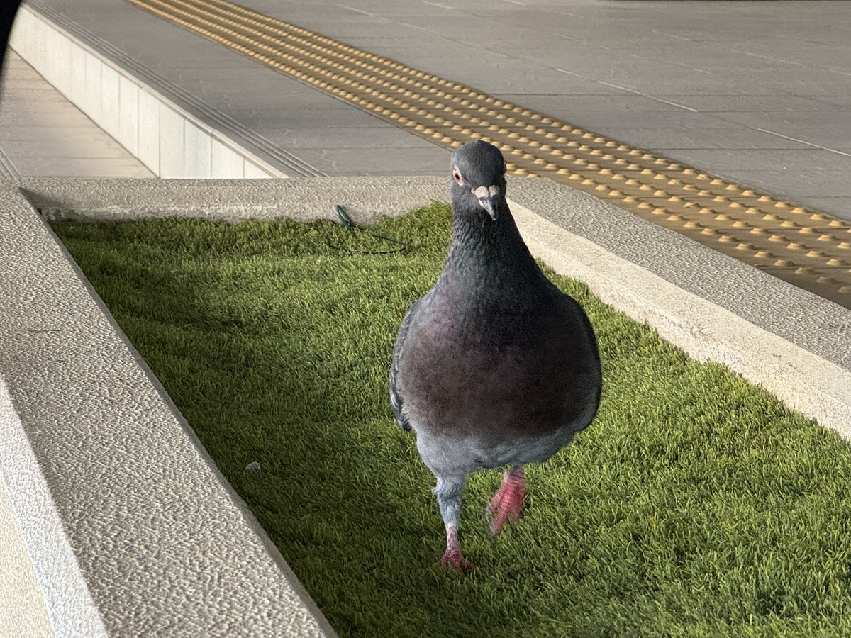 ak_yama's tweet photo. カメラを向けると近づいてくる鳩🐦 https://t.co/zYey2VRSvc