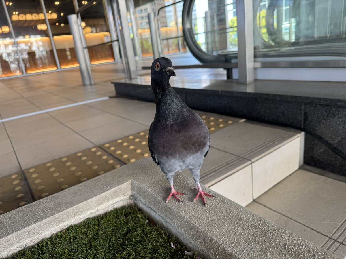 ak_yama's tweet photo. カメラを向けると近づいてくる鳩🐦 https://t.co/zYey2VRSvc
