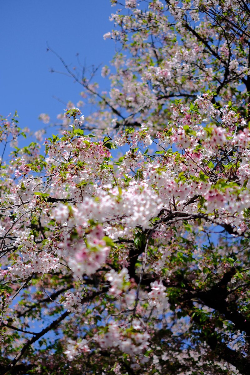 工藤 青子 tweet media