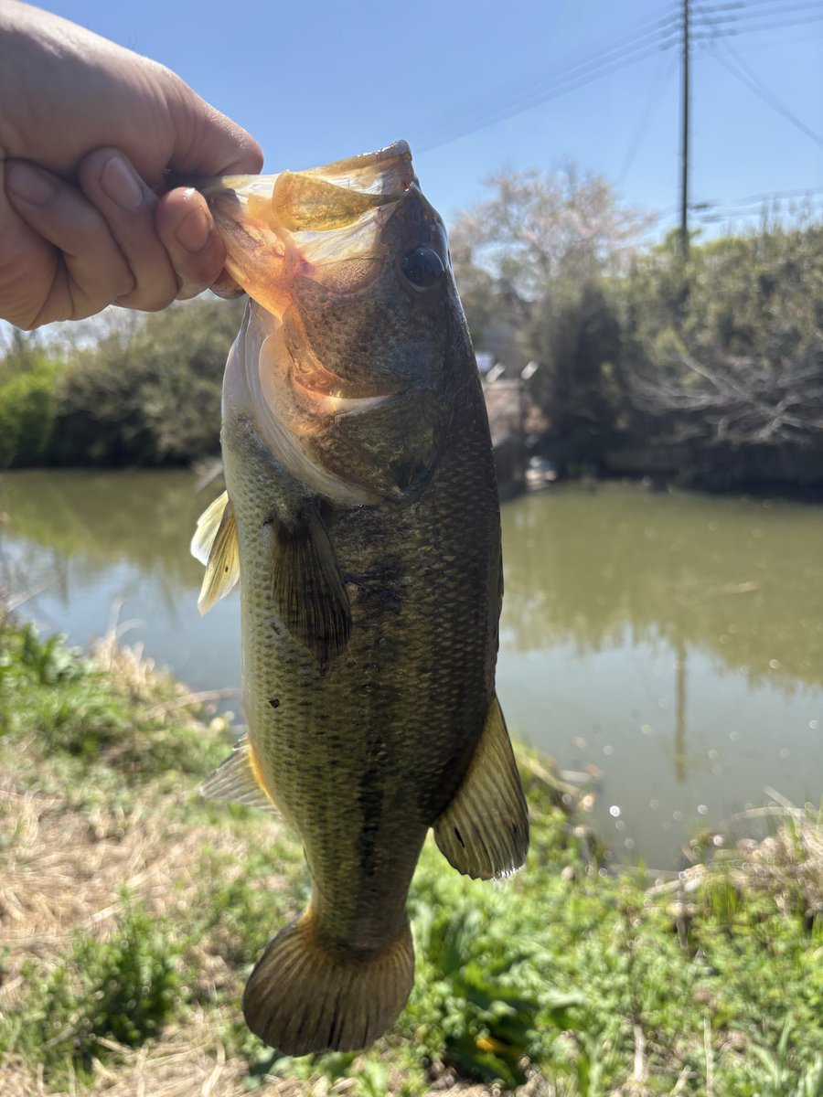 アームファー tweet media