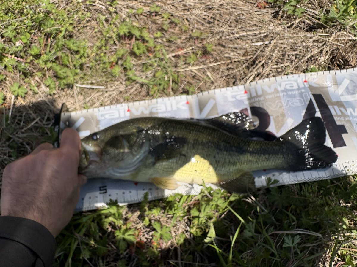 アームファー tweet media