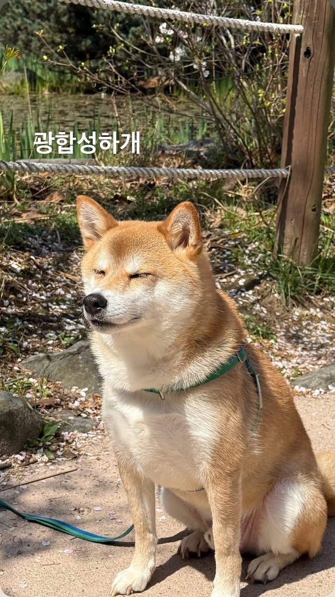 핫카이브 tweet media