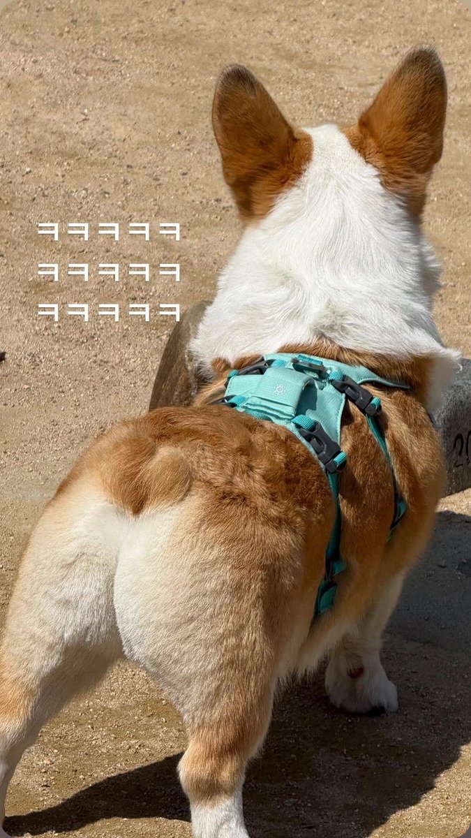 핫카이브 tweet media