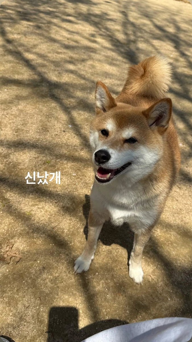 핫카이브 tweet media