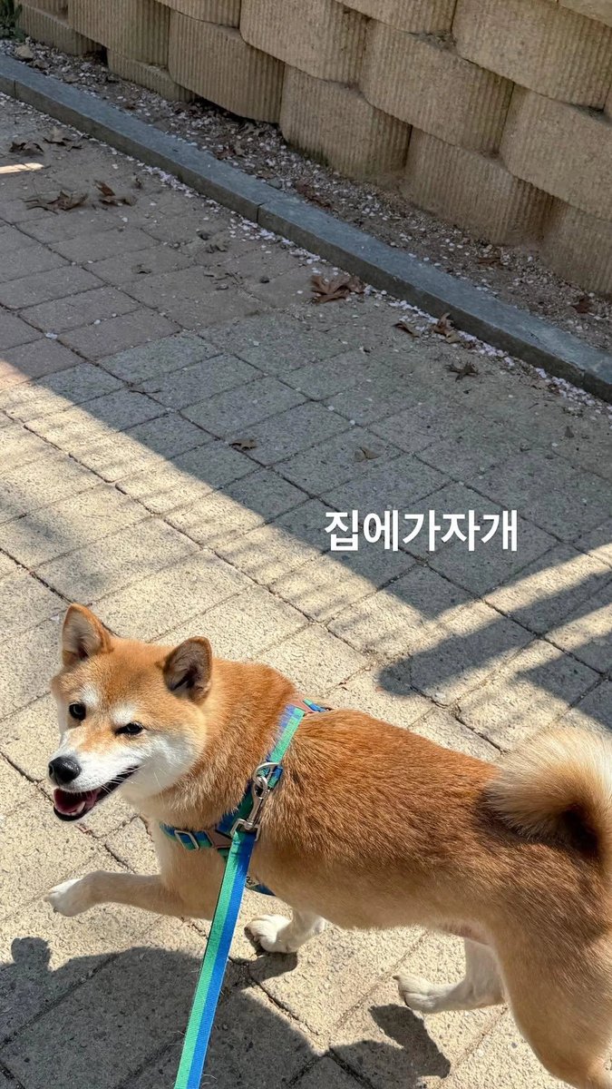 핫카이브 tweet media