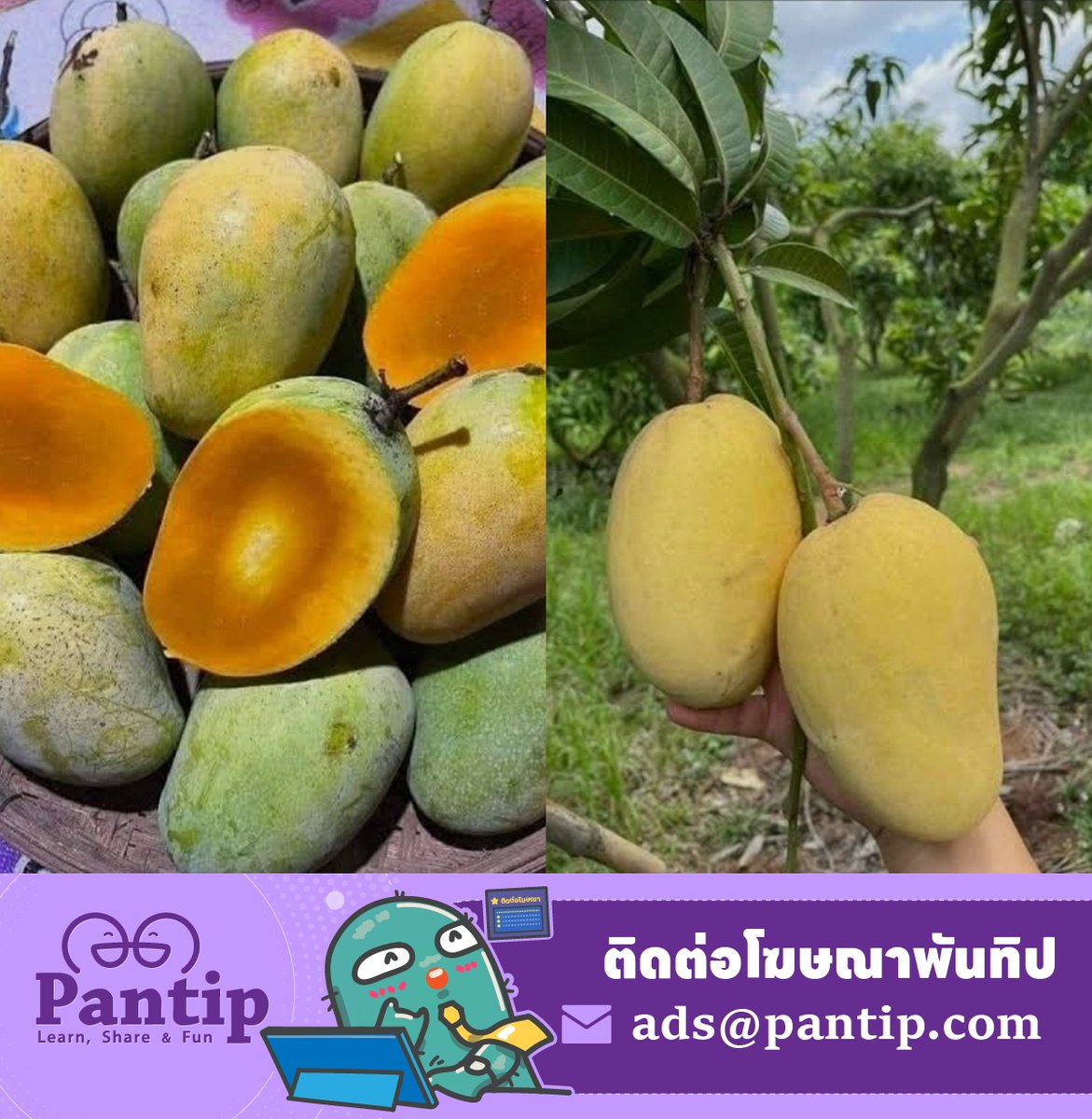 Pantip1996's tweet image. มะม่วงพันธุ์ไหนอร่อยที่สุดสำหรับคุณ กินพันธุ์ไหนบ่อยสุดกันบ้าง 🥭
📍 pantip.com/topic/44044003…

#Pantip