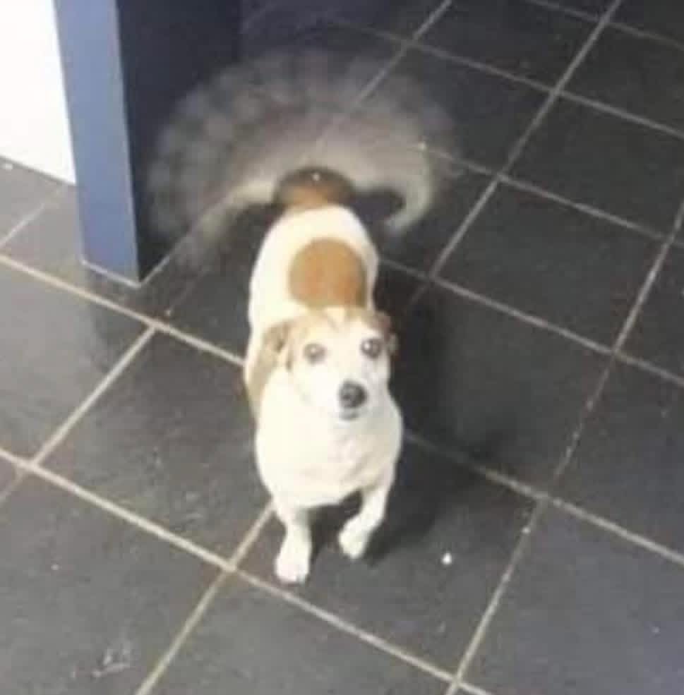 Dilo con perritos tweet media