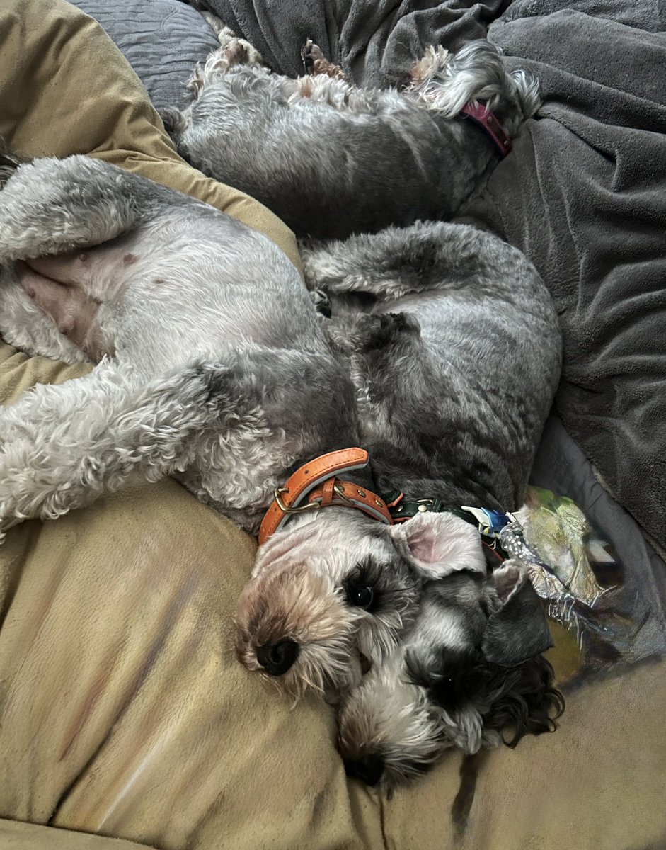 まんまる堂のいぬ tweet media