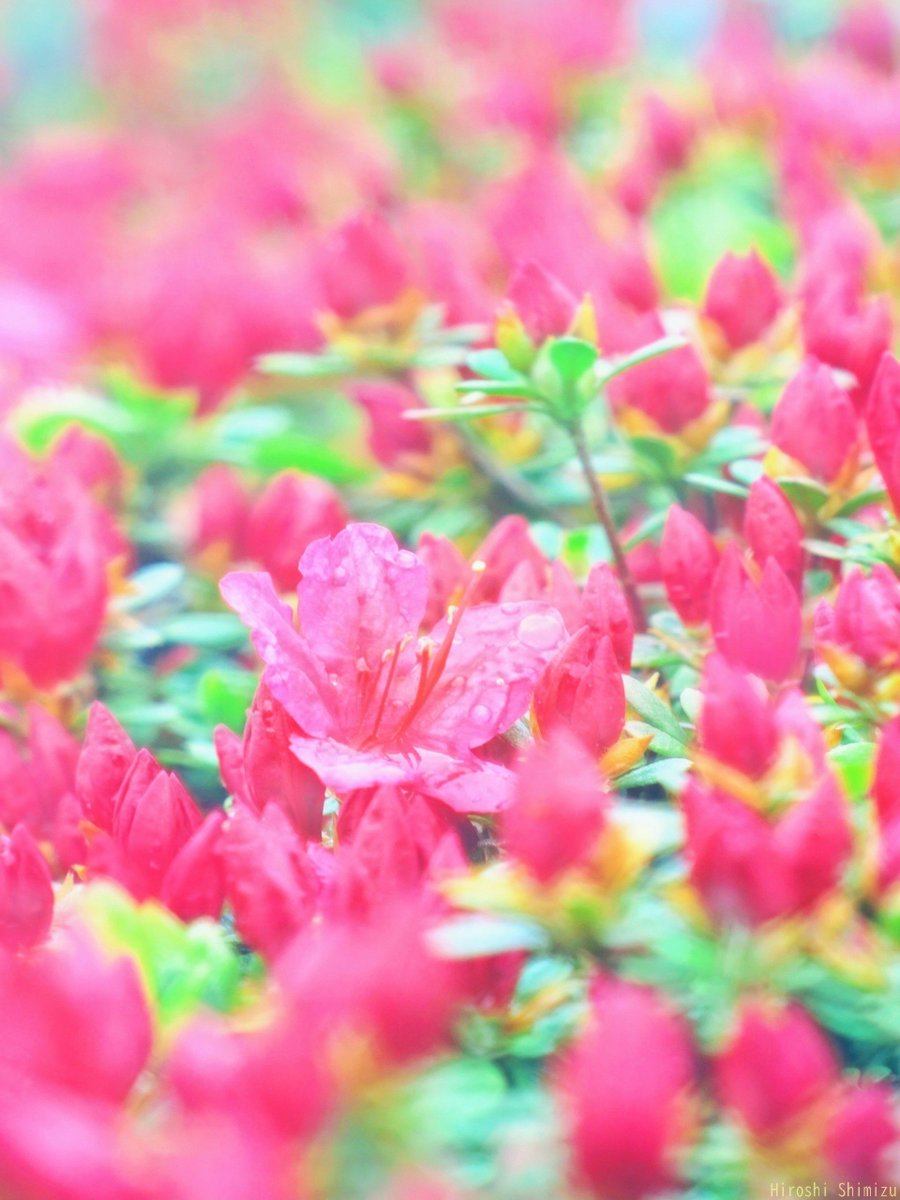 蕾がたくさん並んだツツジ
雨でも待ちきれず
ひと足早く開花した１輪
咲き進む春の花々