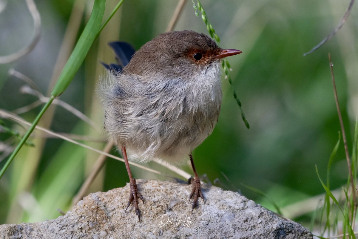 dallysbackyard's tweet photo. A female Superb Fairy-wren rock climbing in the garden🙂🐦 #wrensday #aussiebirds #Gippsland #abcaustralia #abcmyphoto #abcinmelbourne #visitgippsland #latrobevalley #getbacktogippsland #ausgeo #visitlatrobecity #exquisitepics20_australia #nikonz8 https://t.co/dTnm9aNnmg